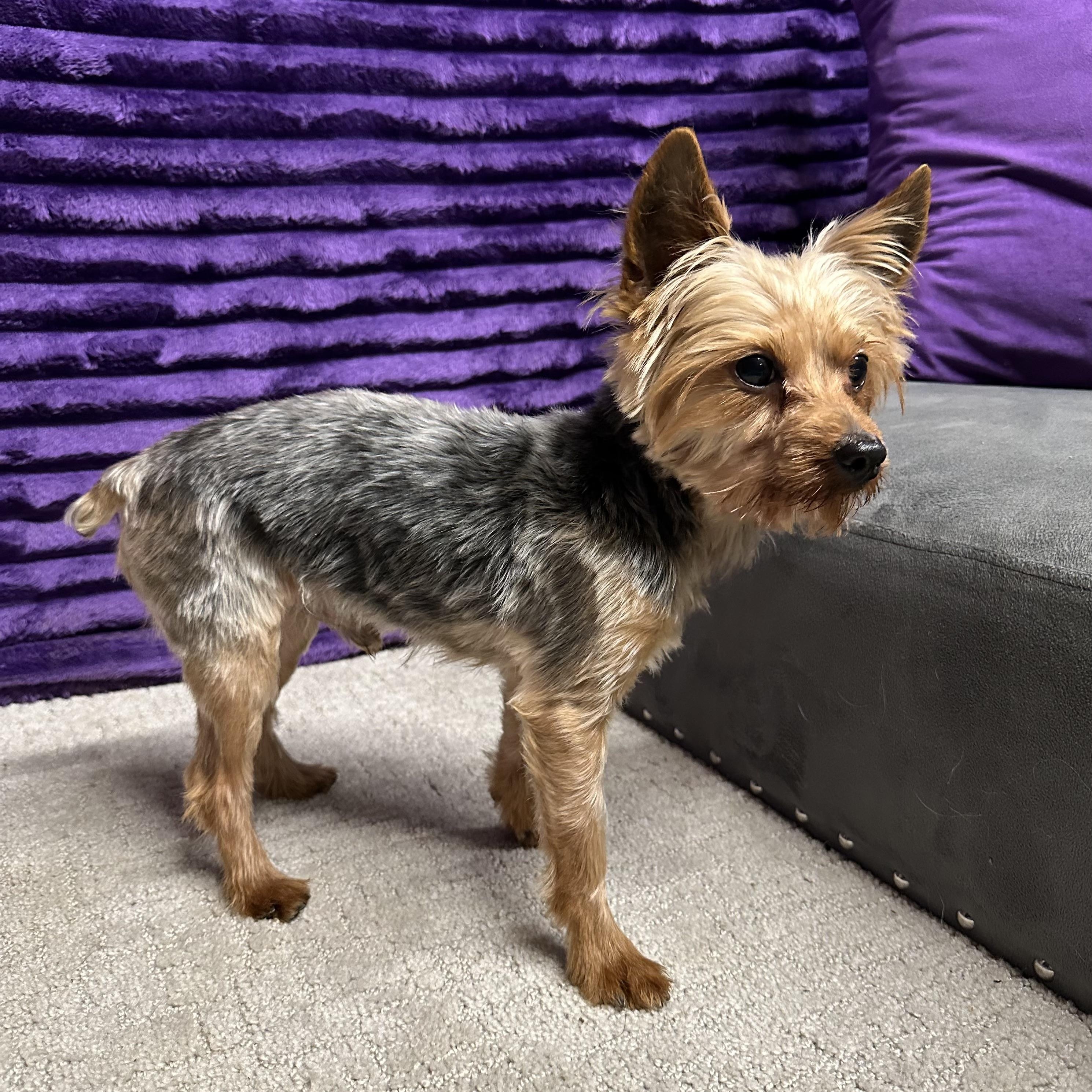 Gilbert-Home Visit in Process, adopted, Senior Male Yorkshire Terrier.