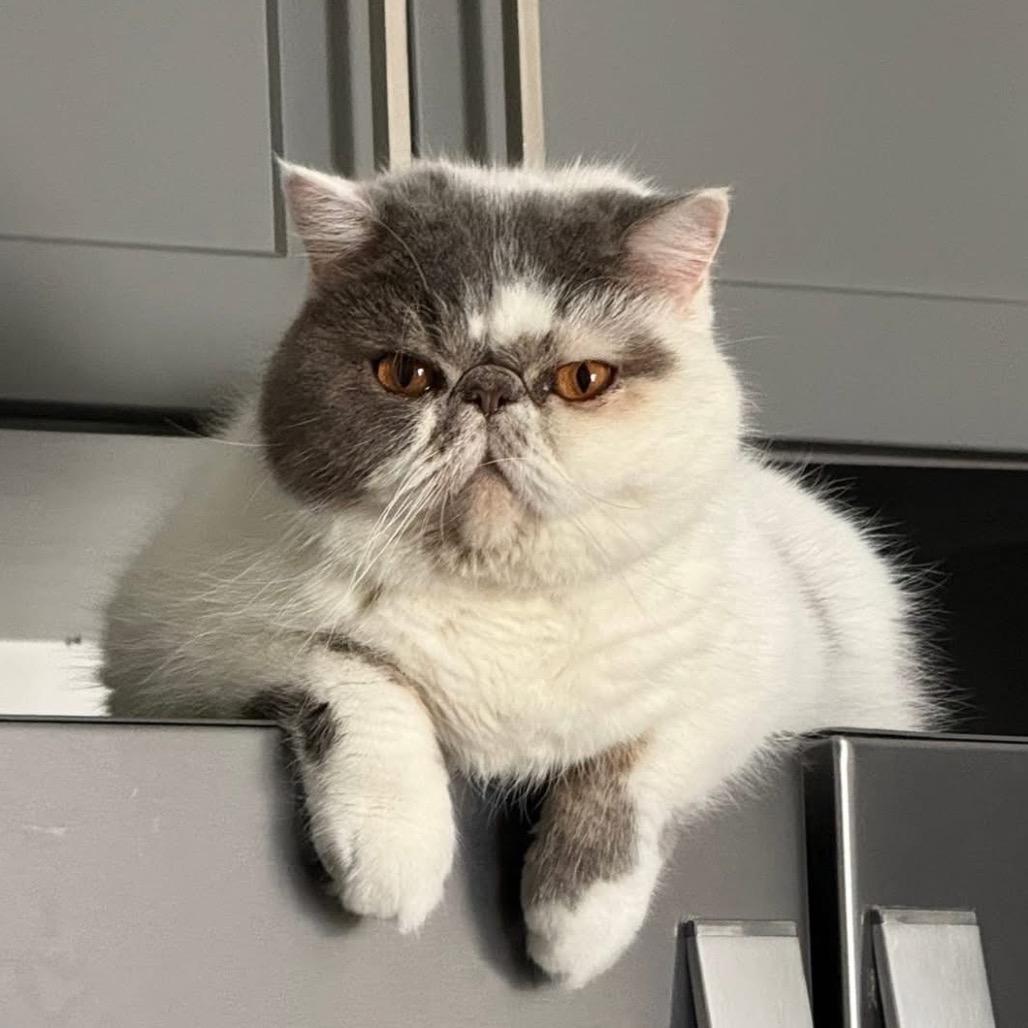 Enlarge Coco, a Adopted British Shorthair in Lauderhill, FL image 4/4