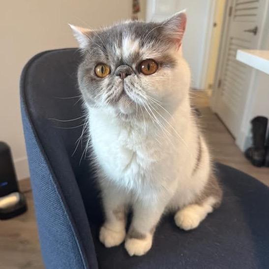 Enlarge Coco, a Adopted British Shorthair in Lauderhill, FL image 1/4
