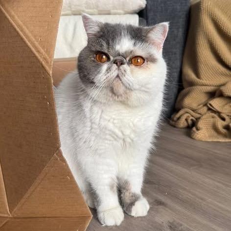 Enlarge Coco, a Adopted British Shorthair in Lauderhill, FL image 2/4
