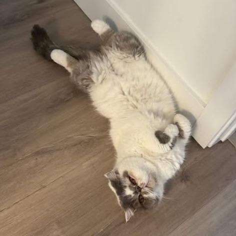 Enlarge Coco, a Adopted British Shorthair in Lauderhill, FL image 3/4