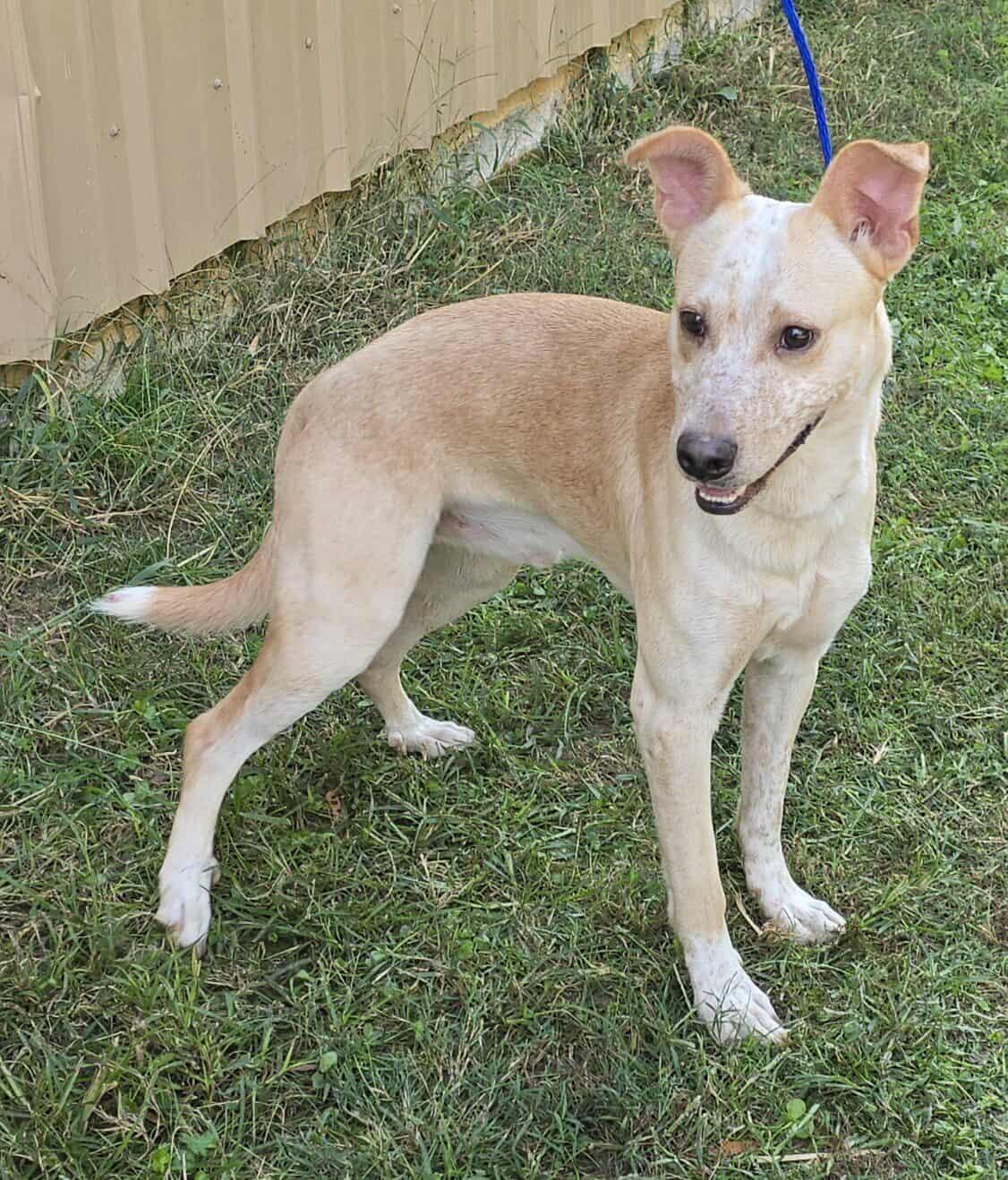 Vinny *foster needed*