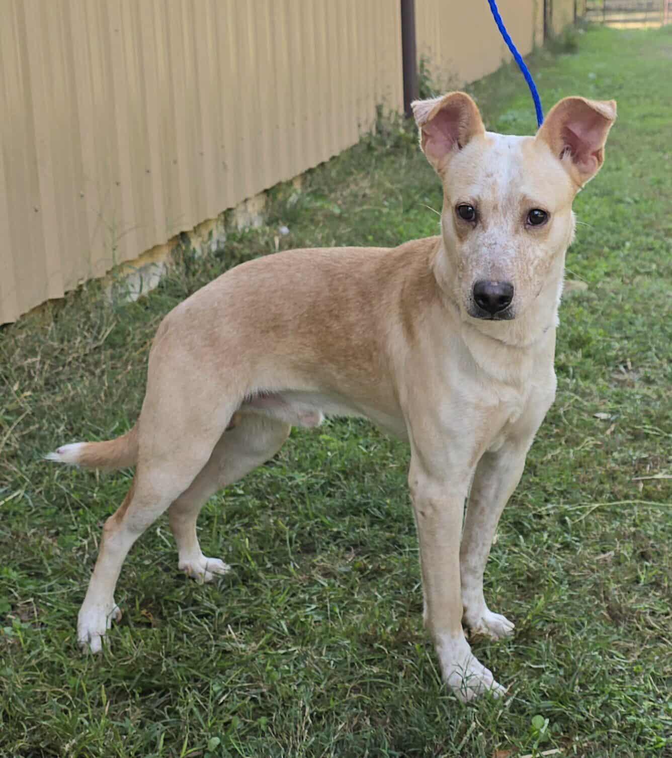 Vinny *foster needed*