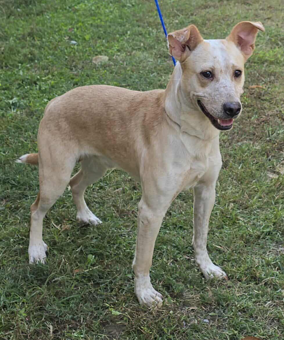 Vinny *foster needed*