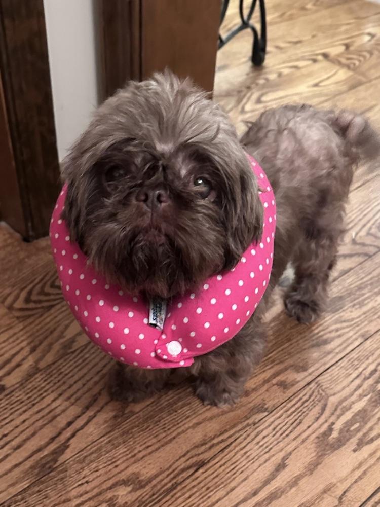 Watermelon, Adoptable, Adult Female Shih Tzu.