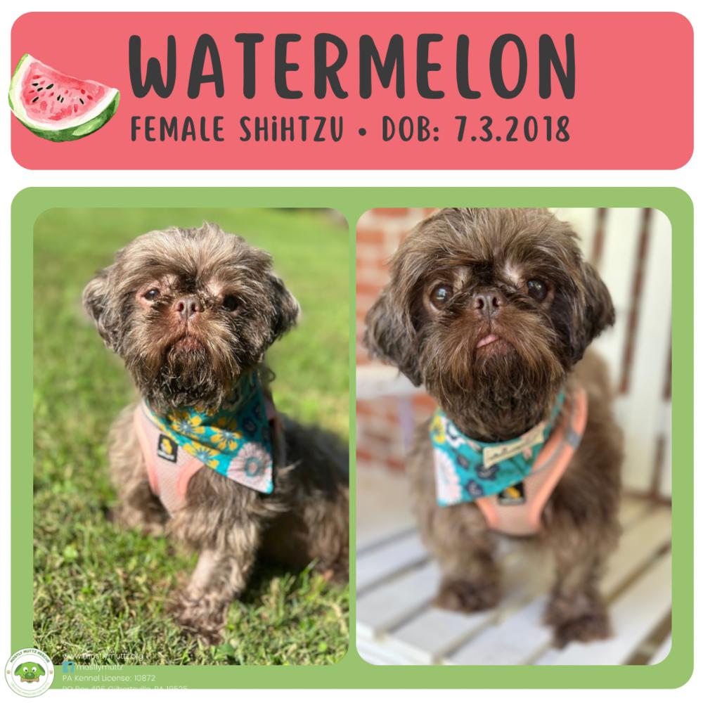 Enlarge Watermelon, a Adoptable Shih Tzu in Pottstown, PA image 2/6