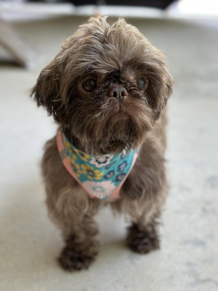 Enlarge Watermelon, a Adoptable Shih Tzu in Pottstown, PA image 3/6