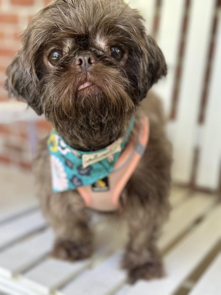 Enlarge Watermelon, a Adoptable Shih Tzu in Pottstown, PA image 4/6