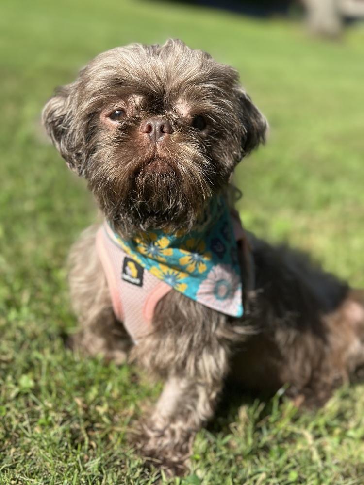 Enlarge Watermelon, a Adoptable Shih Tzu in Pottstown, PA image 5/6