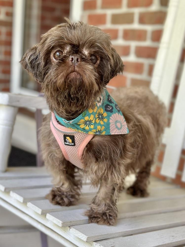 Enlarge Watermelon, a Adoptable Shih Tzu in Pottstown, PA image 6/6