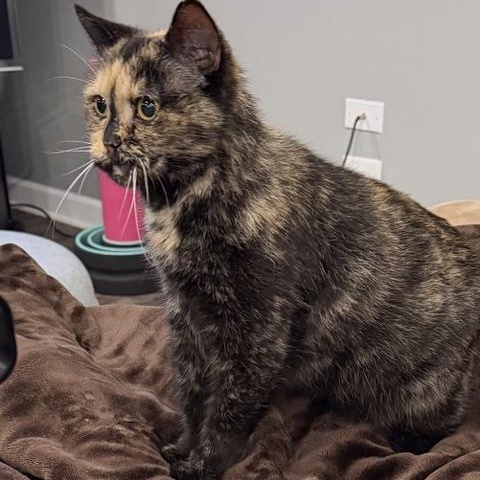 Mystic, a ADOPTABLE mixed breed in Bolingbrook, IL image 2/3