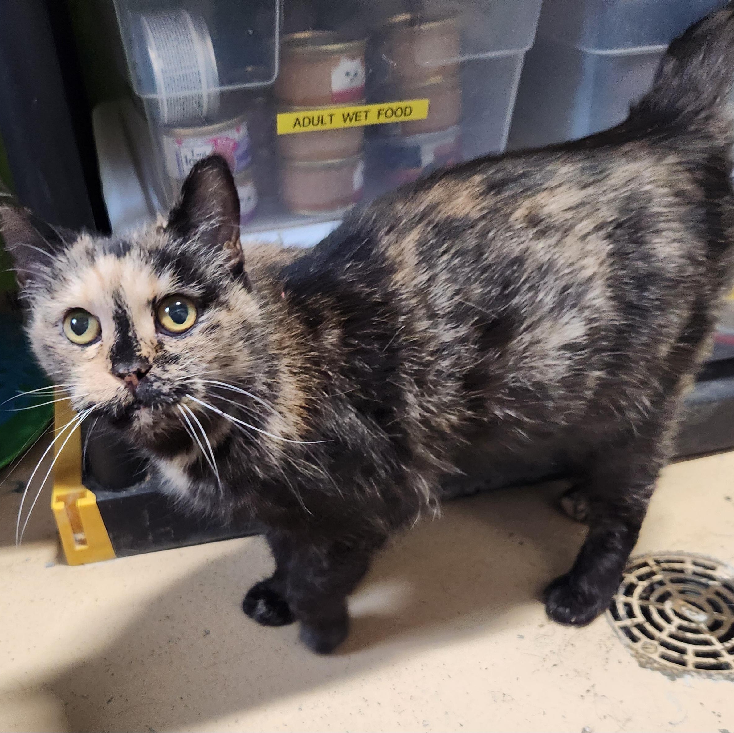 Mystic, a ADOPTABLE mixed breed in Bolingbrook, IL image 3/3