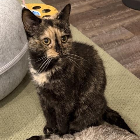 Mystic, ADOPTABLE, Adult Female Domestic Short Hair & Tortoiseshell.