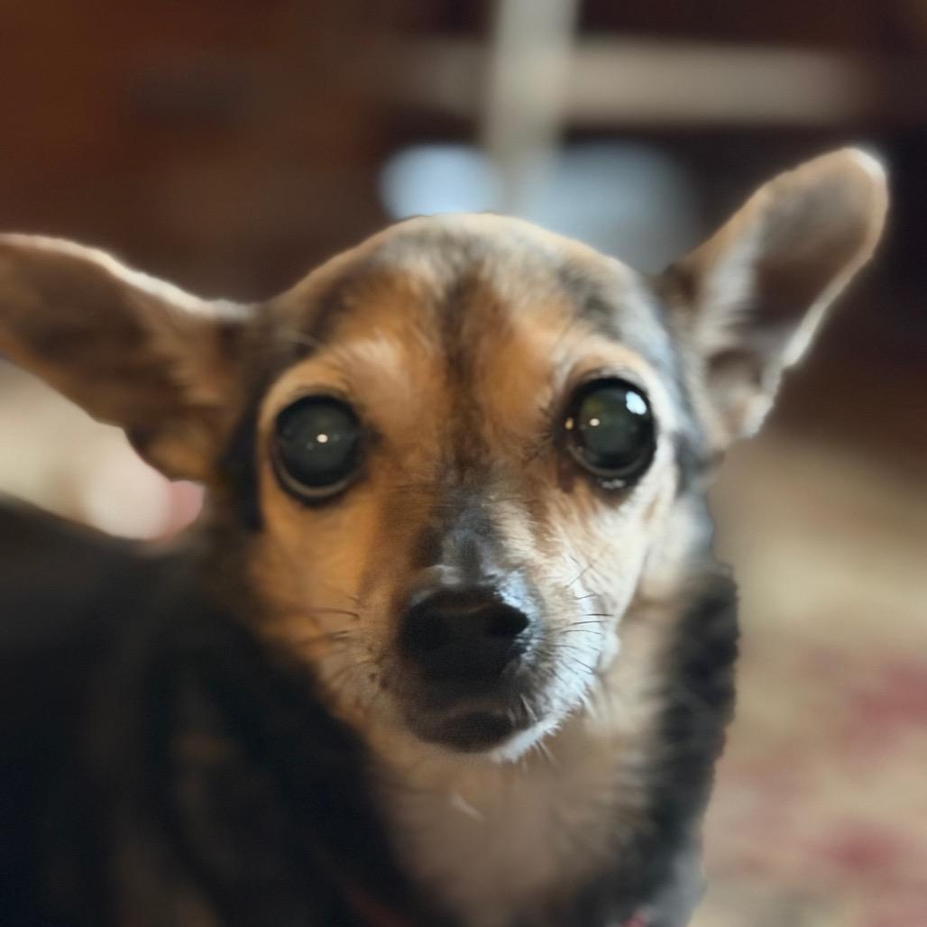 Lilly, Adoptable, Senior Female Chihuahua & Dachshund.