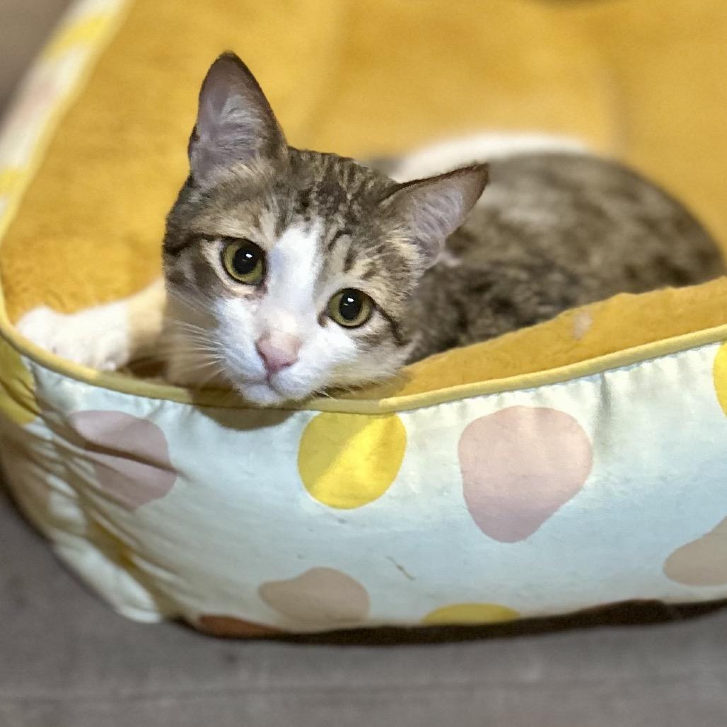 Toby, Adoptable, Adult Male Domestic Short Hair.
