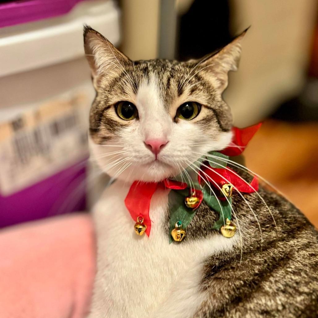 Enlarge Toby, a Adoptable Domestic Short Hair in Philadelphia, PA image 2/6