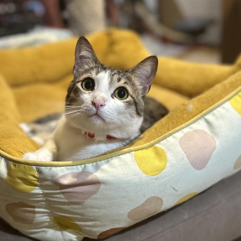 Enlarge Toby, a Adoptable Domestic Short Hair in Philadelphia, PA image 3/6
