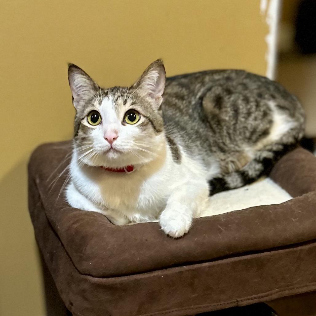 Enlarge Toby, a Adoptable Domestic Short Hair in Philadelphia, PA image 4/6