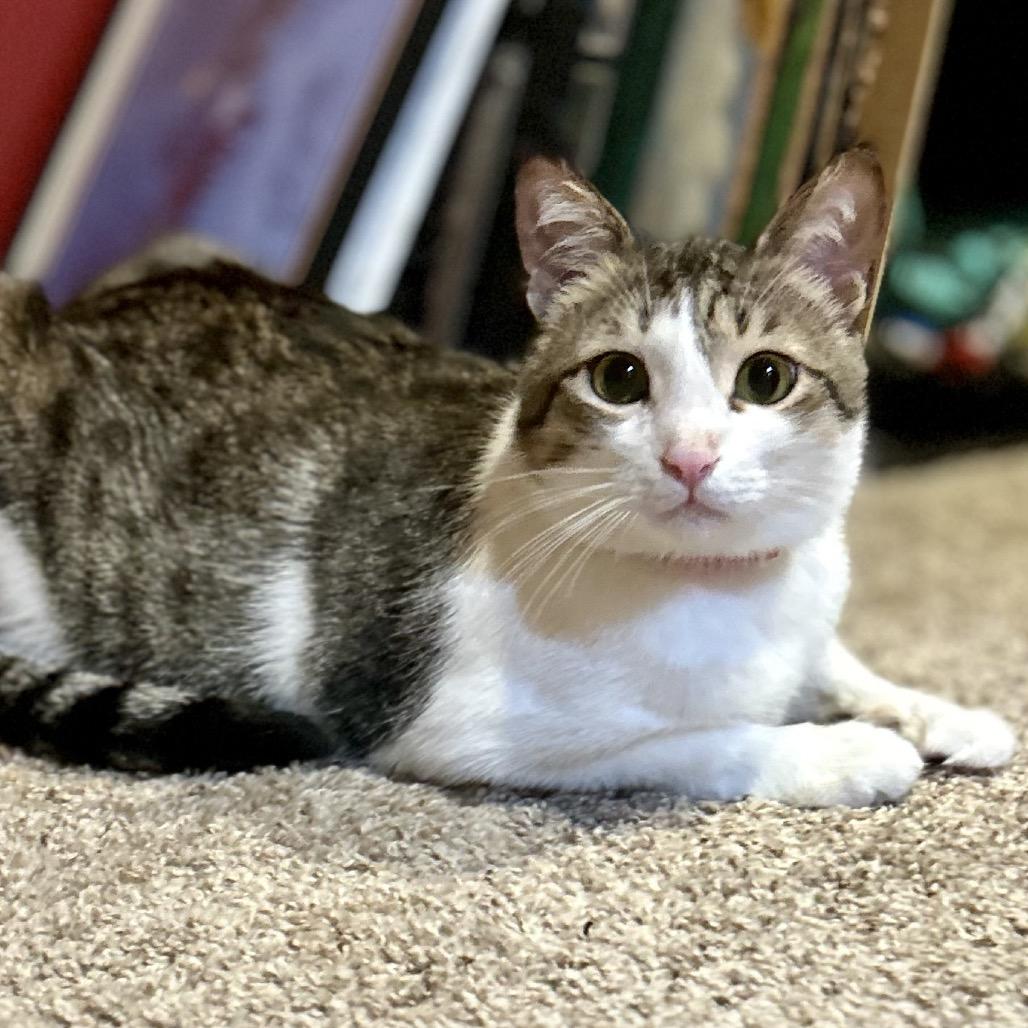 Enlarge Toby, a Adoptable Domestic Short Hair in Philadelphia, PA image 5/6