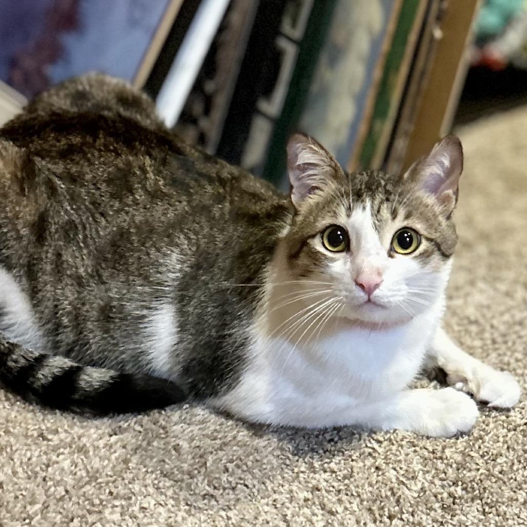 Enlarge Toby, a Adoptable Domestic Short Hair in Philadelphia, PA image 6/6