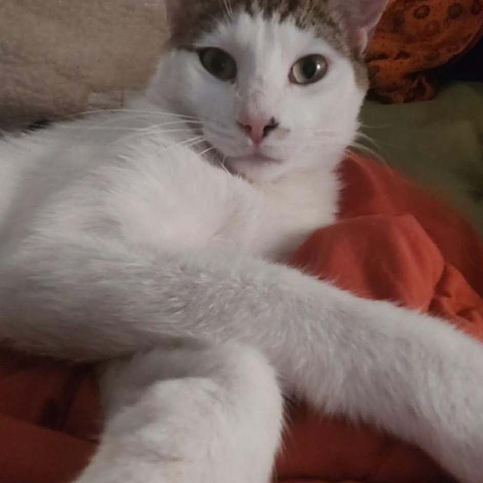 Spock, ADOPTABLE, Young Male Domestic Short Hair.