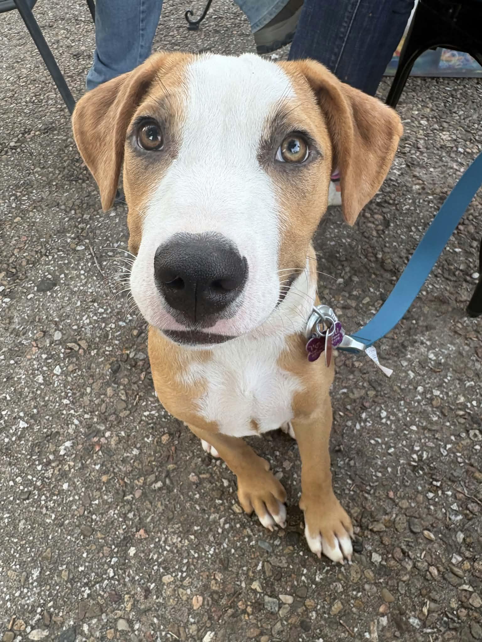 Buzz Lightyear, Adoptable, Puppy Male Boxer & Bull Terrier.