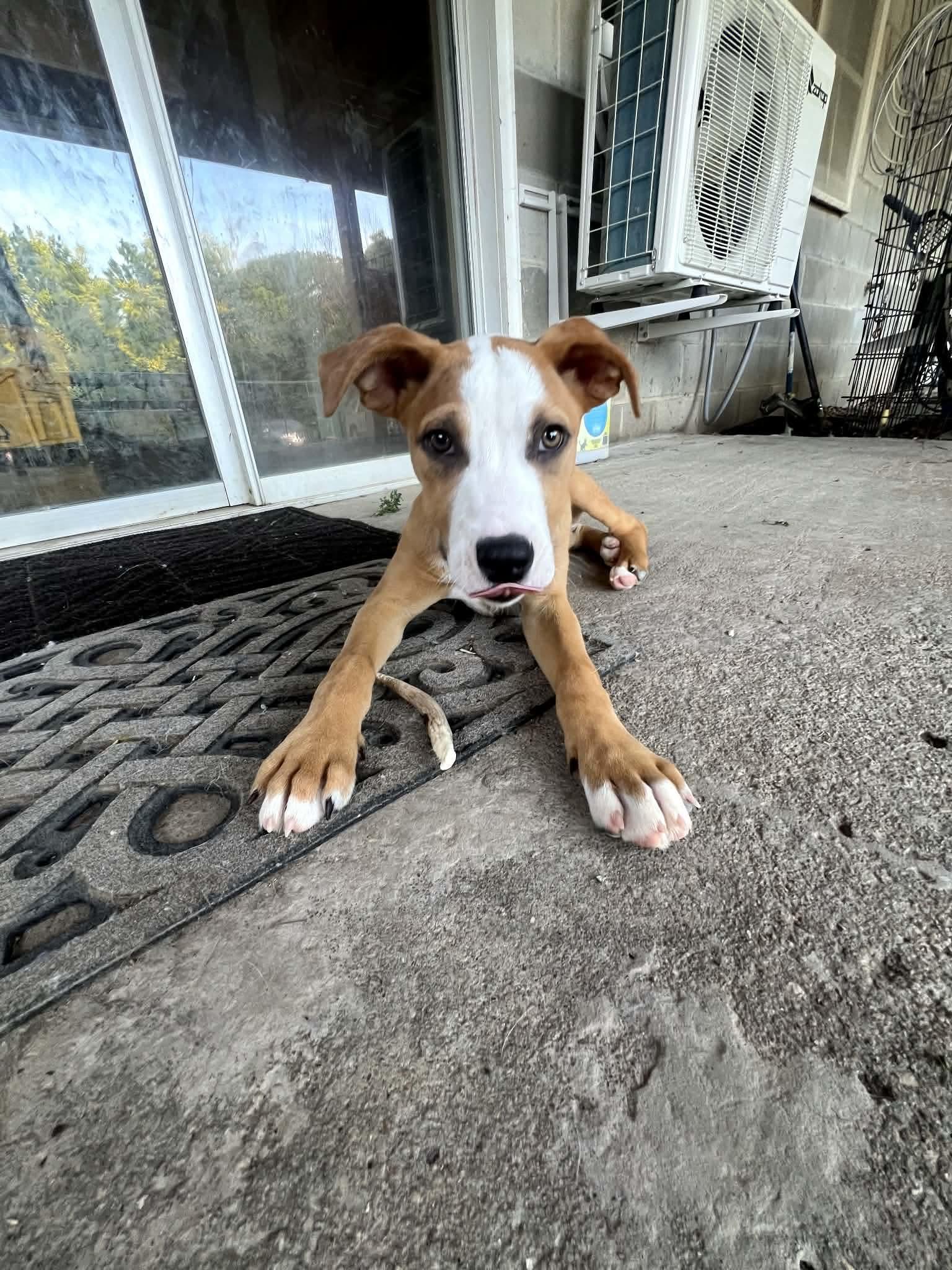 Buzz Lightyear, a Adoptable mixed breed in Manhattan, KS image 3/5