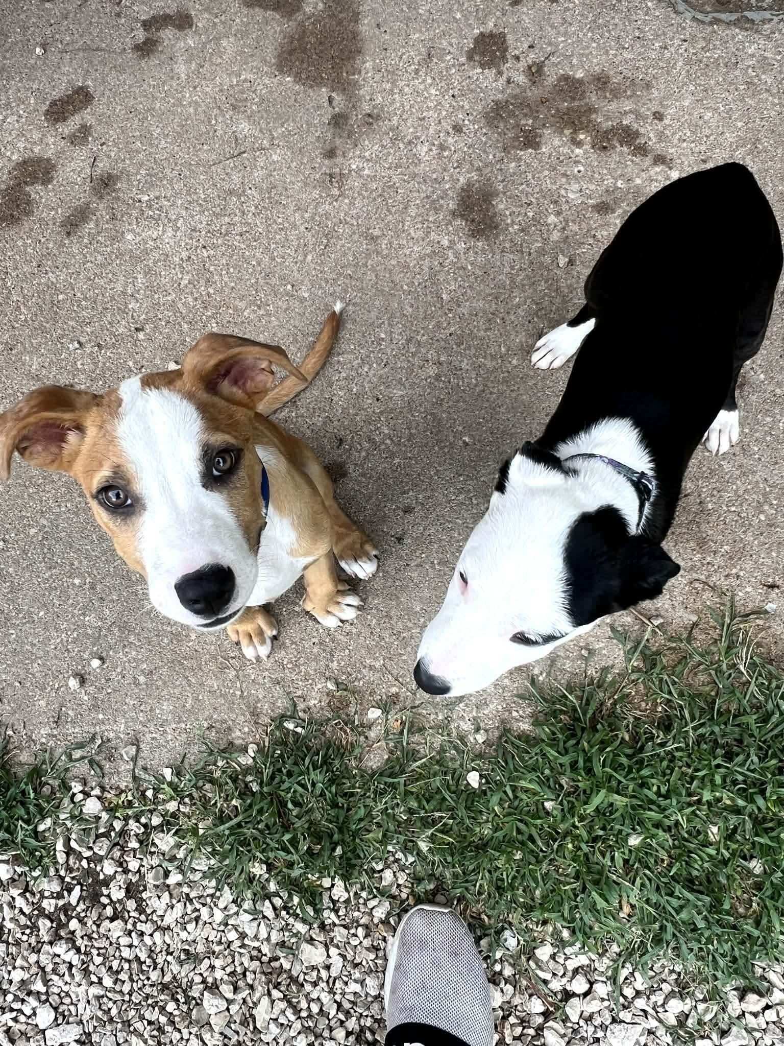 Buzz Lightyear, a Adoptable mixed breed in Manhattan, KS image 4/5