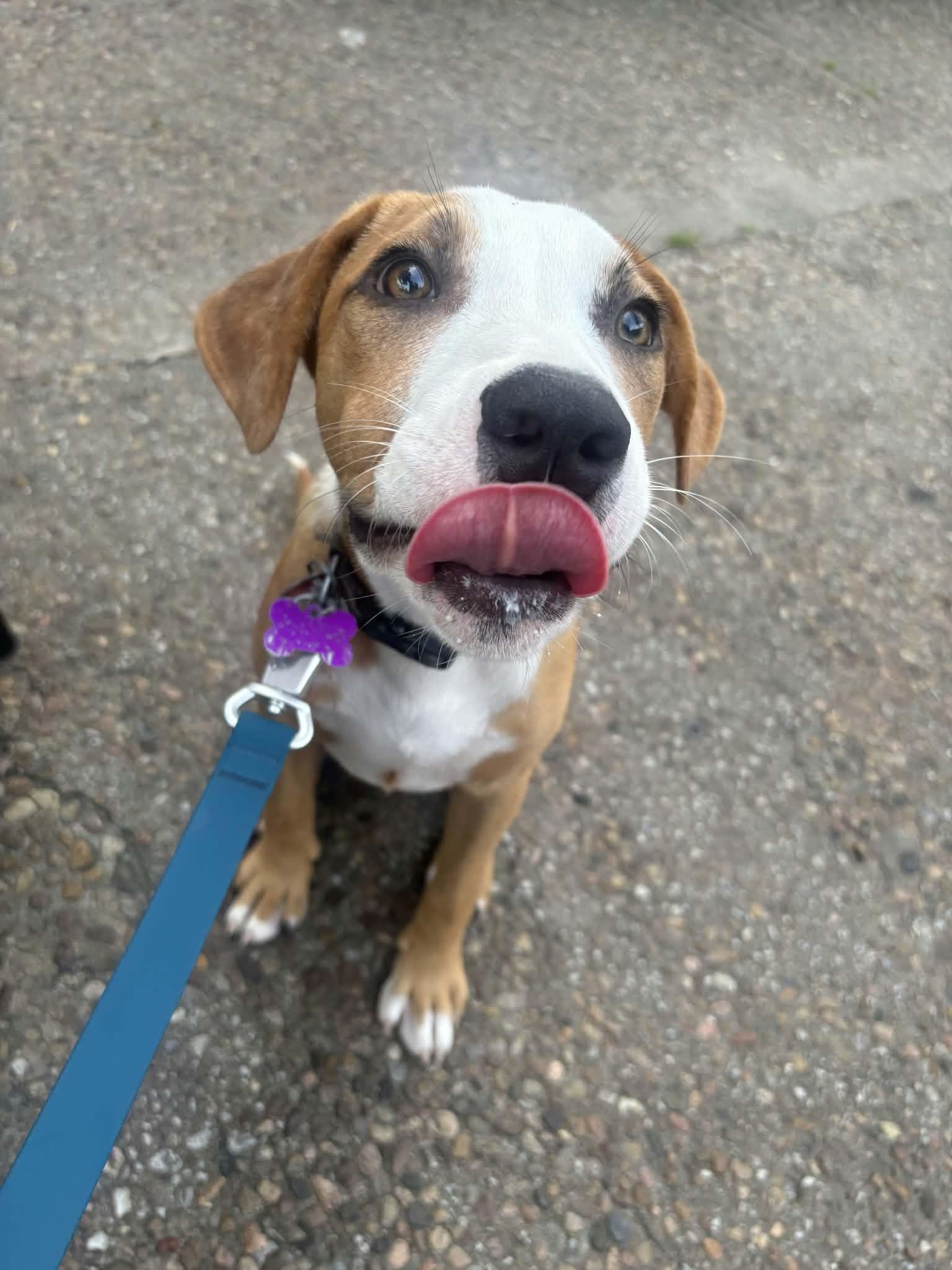 Buzz Lightyear, a Adoptable mixed breed in Manhattan, KS image 2/5