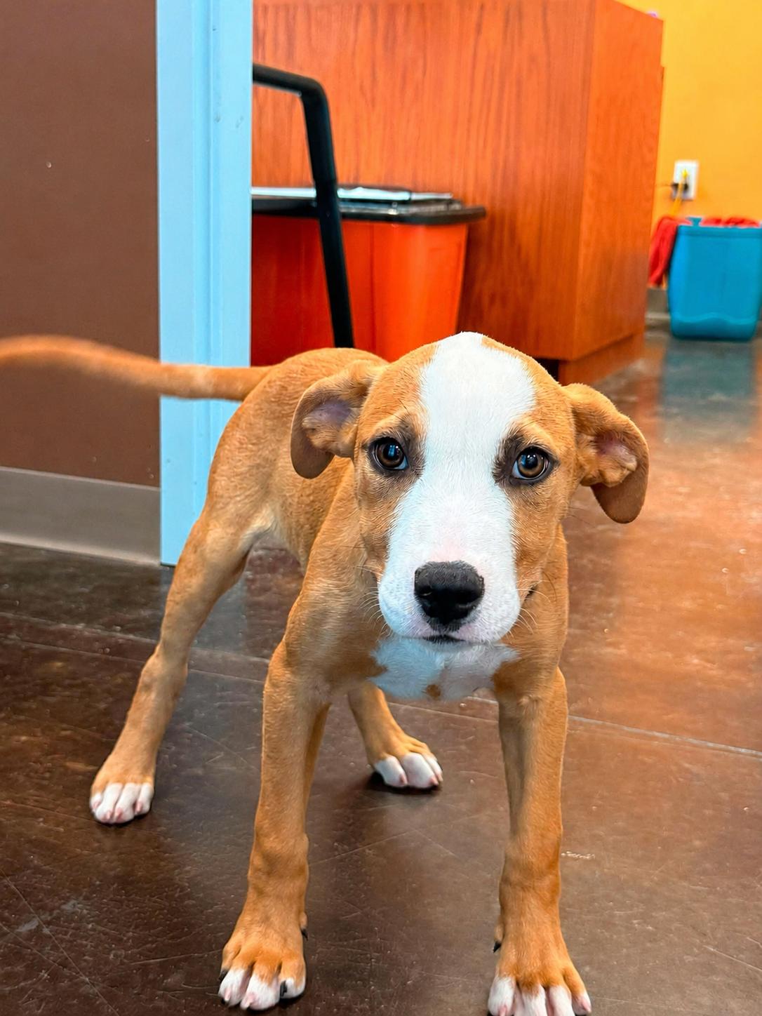 Buzz Lightyear, a Adoptable mixed breed in Manhattan, KS image 5/5