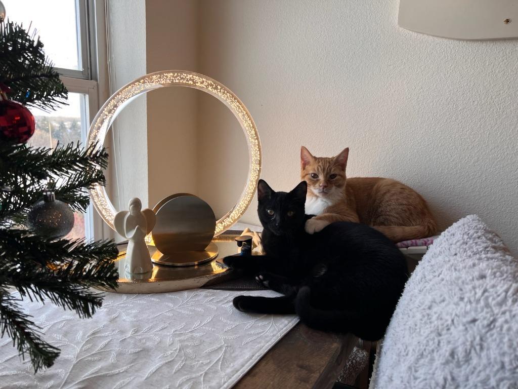 Enlarge Frankenberry, a Adoptable mixed breed in Minnetonka, MN image 1/6