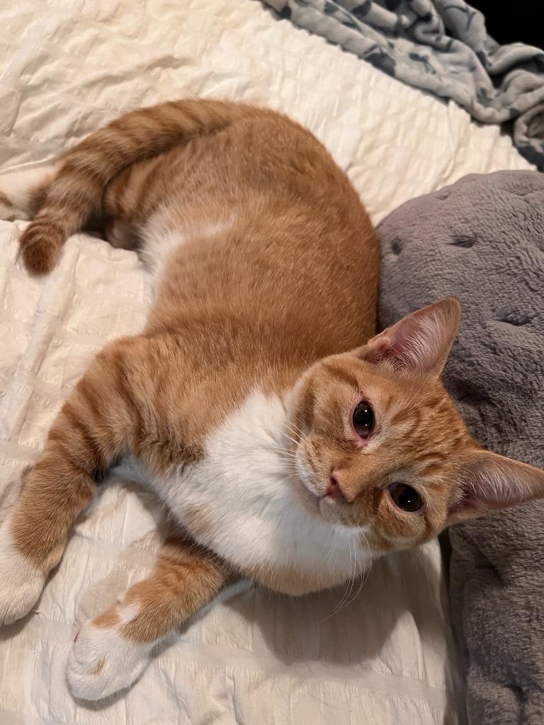 Enlarge Frankenberry, a Adoptable mixed breed in Minnetonka, MN image 2/6