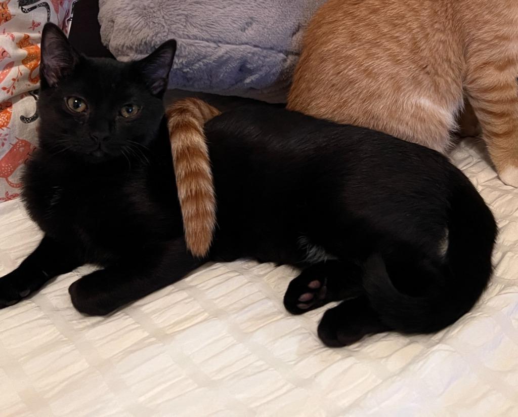 Enlarge Frankenberry, a Adoptable mixed breed in Minnetonka, MN image 6/6