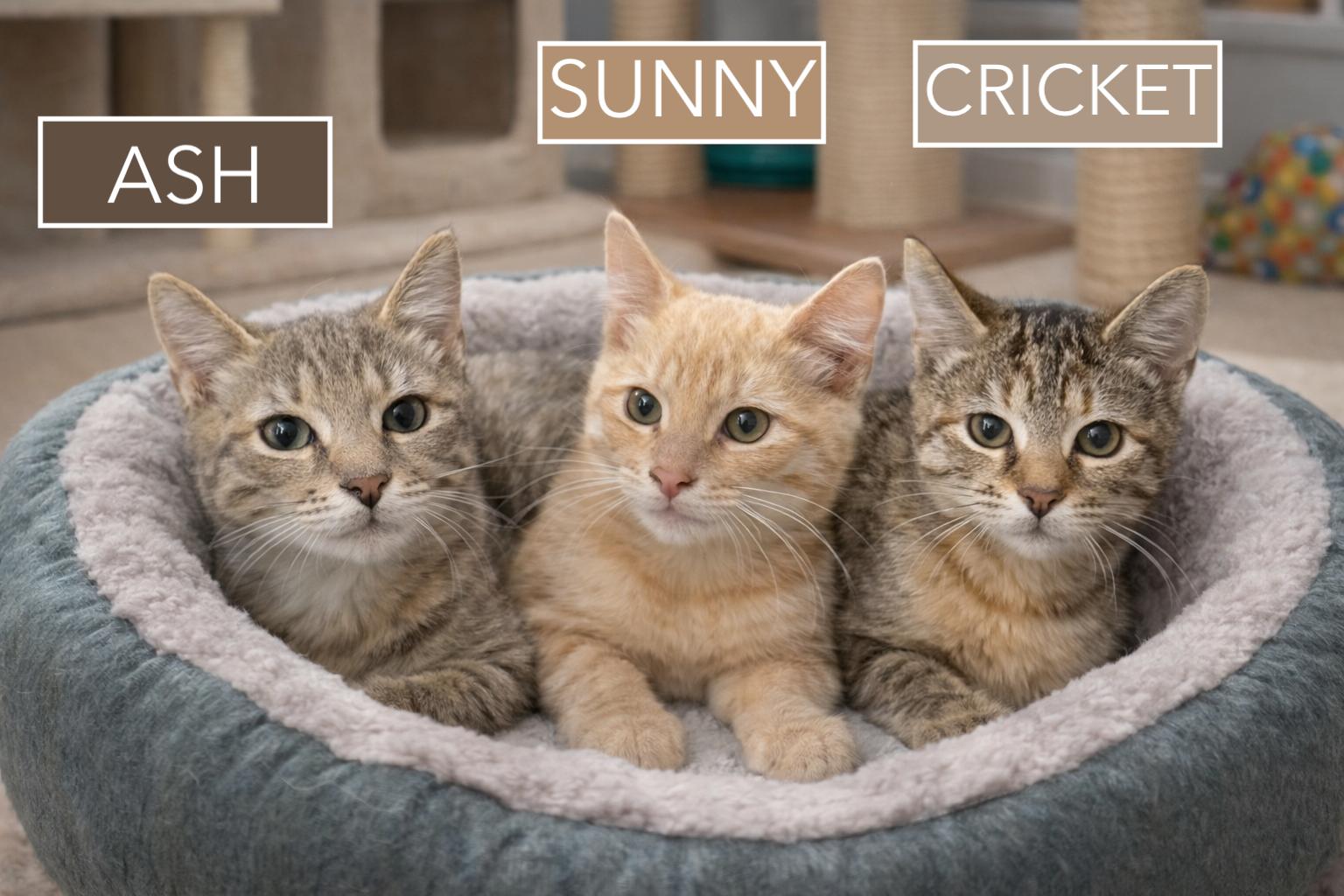 Sunny (FCID# 01/21/2026 - 2 Brookhaven foster), a Adopted Tabby in Greenville, DE image 1/3