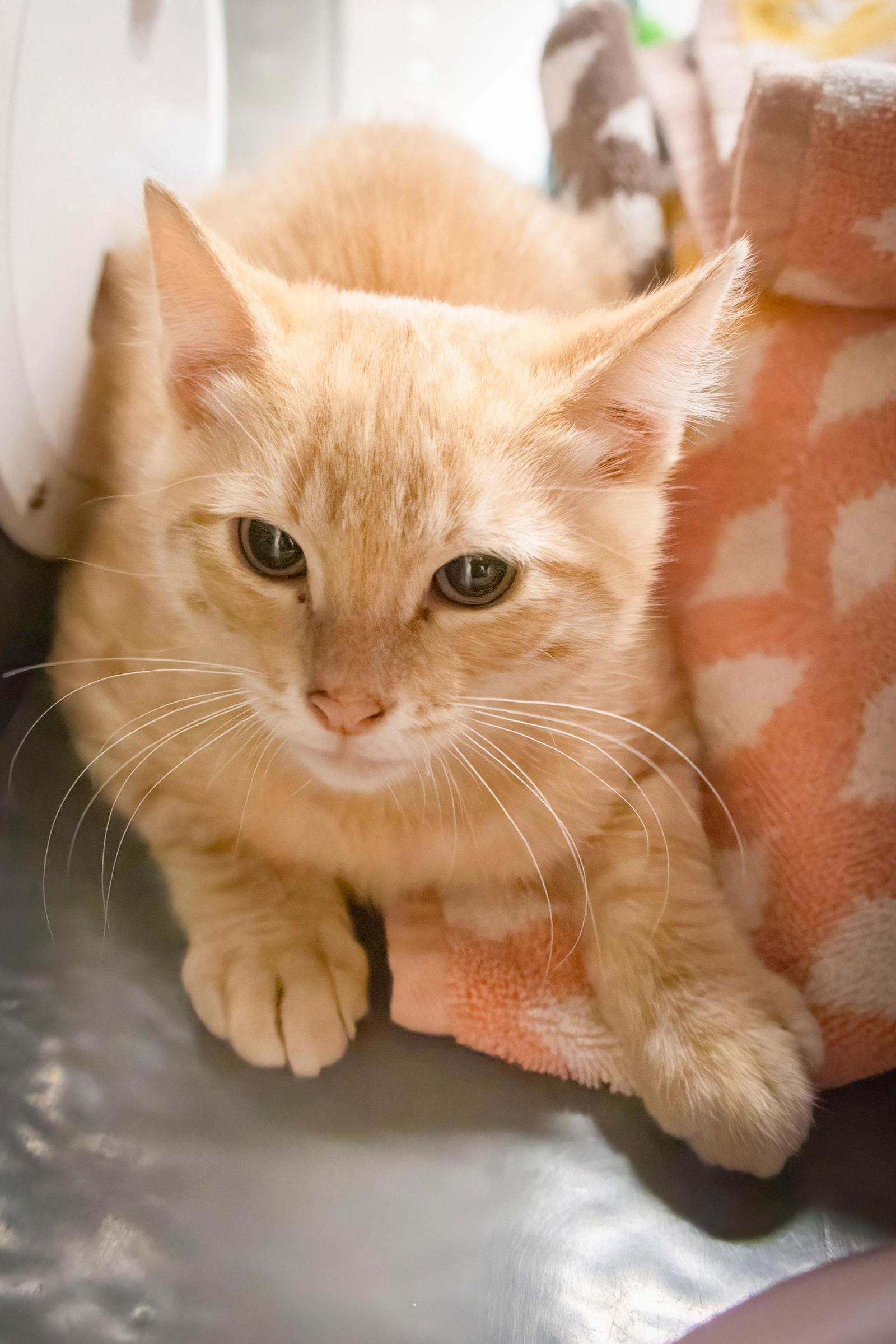 Sunny (FCID# 01/21/2026 - 2 Brookhaven foster), a Adopted Tabby in Greenville, DE image 2/3