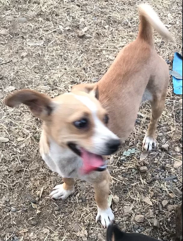 Enlarge Mary, a Adopted Jack Russell Terrier in Lancaster, CA image 1/1