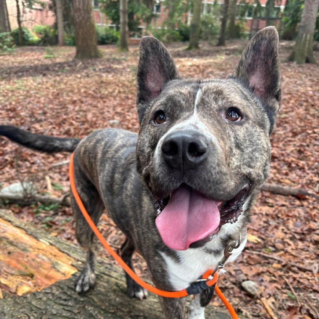 Enlarge Archer, a Adoptable mixed breed in Tacoma, WA image 1/3