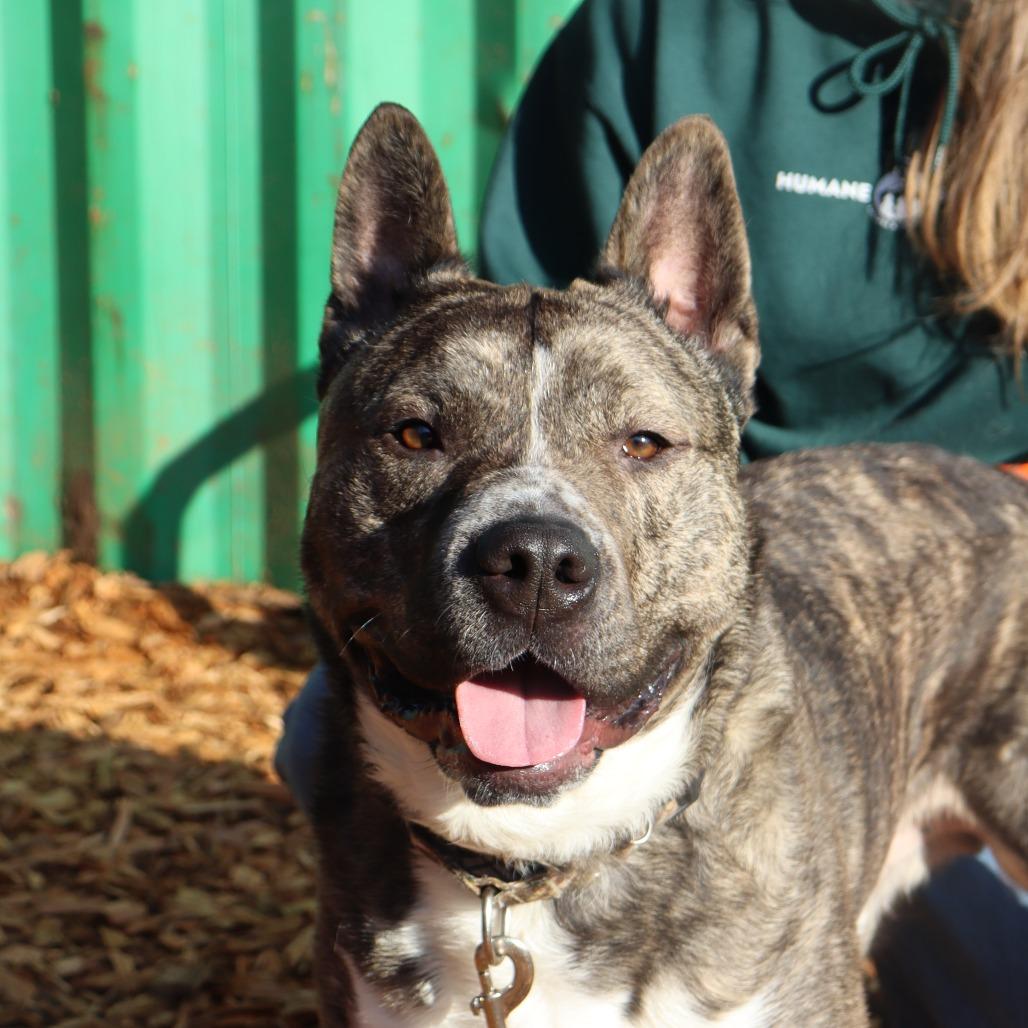 Enlarge Archer, a Adoptable mixed breed in Tacoma, WA image 3/3