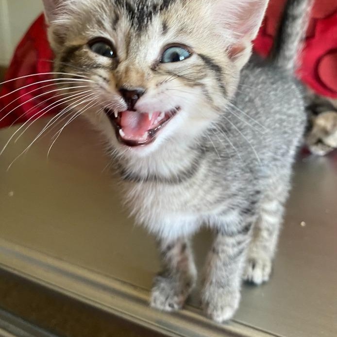 Enlarge Tuna Boat, a Adoptable mixed breed in Pitman, NJ image 4/4