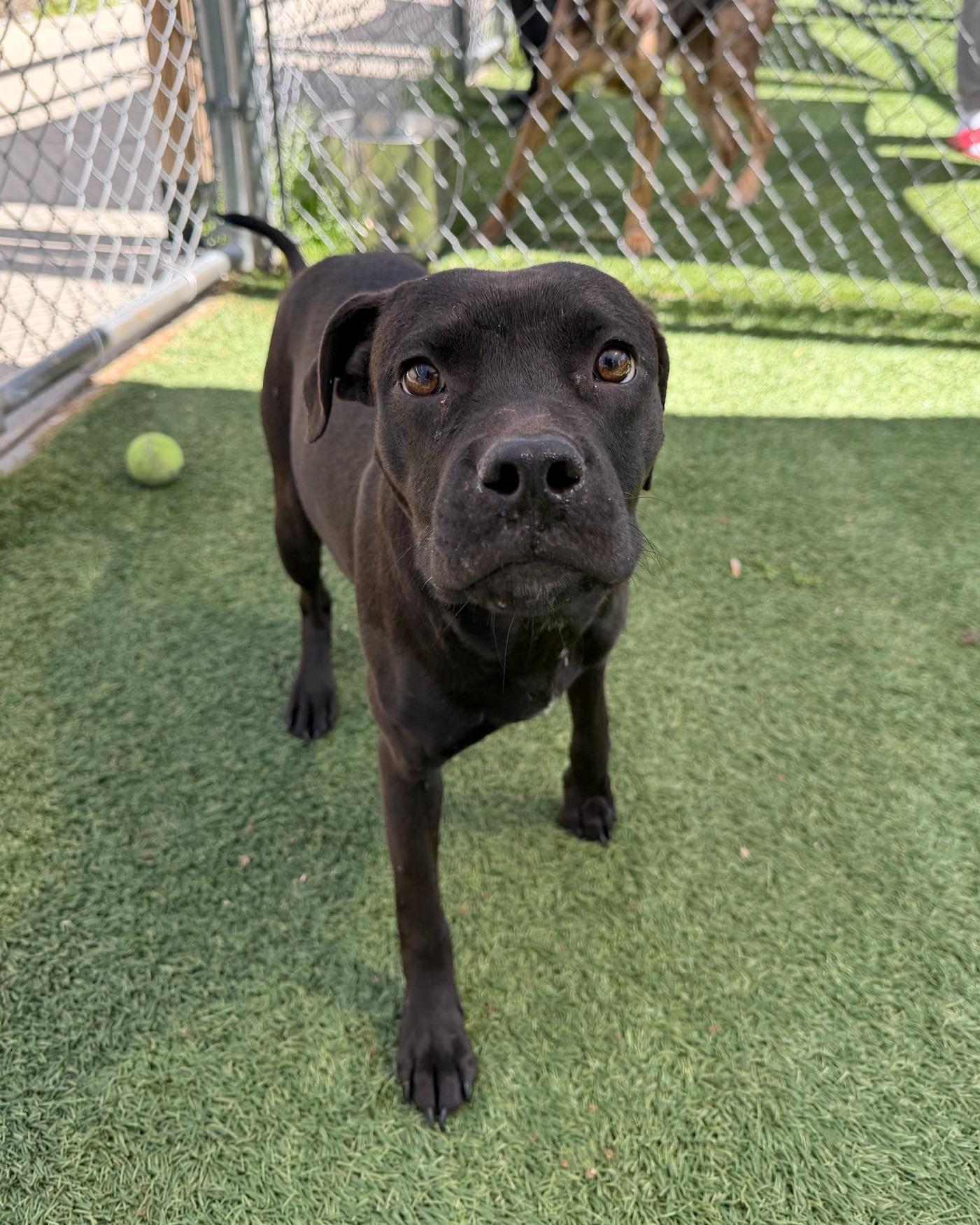 Enlarge Bouncer, a ADOPTABLE mixed breed in Shermans Dale, PA image 2/6