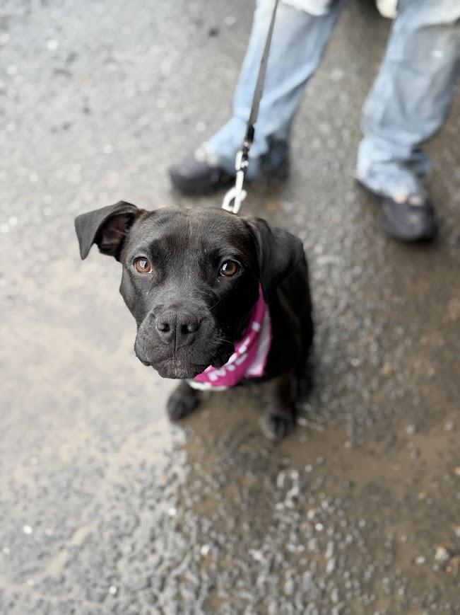 Bouncer, ADOPTABLE, Adult Female Pit Bull Terrier & Staffordshire Bull Terrier.