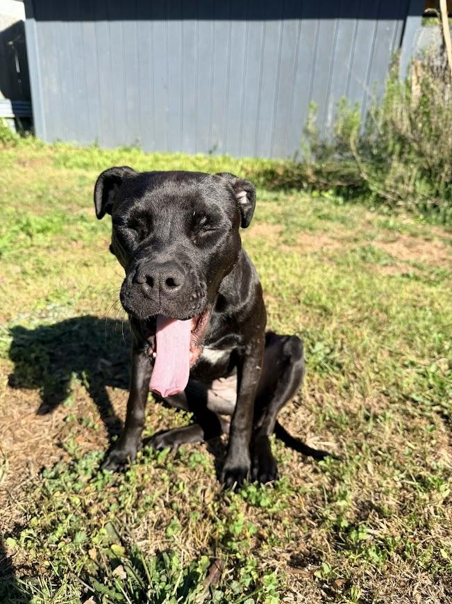 Enlarge Bouncer, a ADOPTABLE mixed breed in Shermans Dale, PA image 4/6