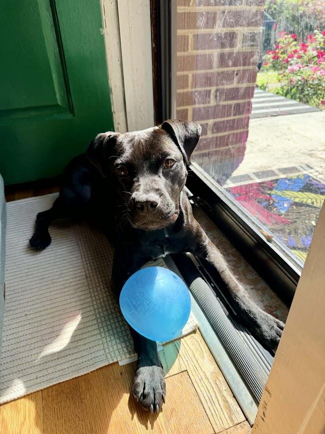 Enlarge Bouncer, a ADOPTABLE mixed breed in Shermans Dale, PA image 6/6