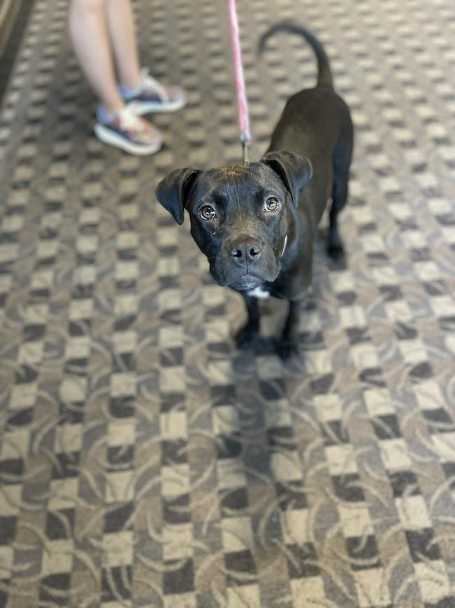 Enlarge Bouncer, a ADOPTABLE mixed breed in Shermans Dale, PA image 5/6