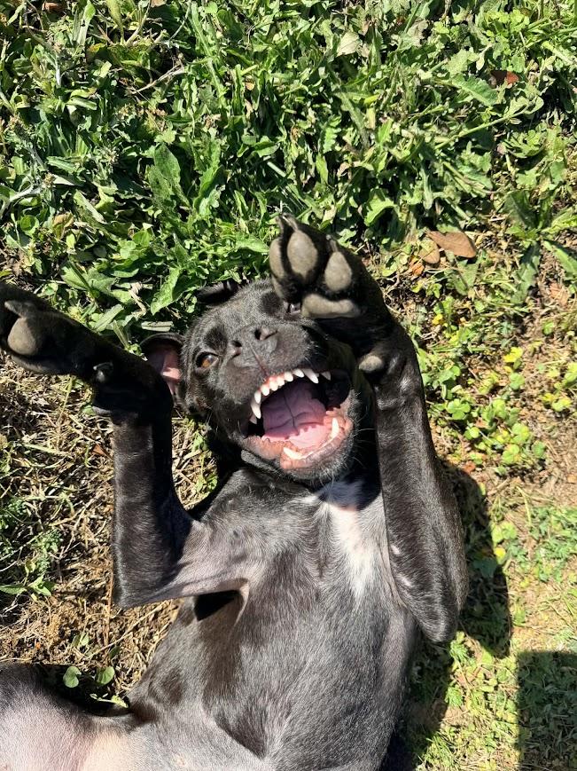 Enlarge Bouncer, a ADOPTABLE mixed breed in Shermans Dale, PA image 3/6