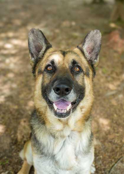 Enlarge Lobito 62143, a Adoptable mixed breed in Aiken, SC image 1/3