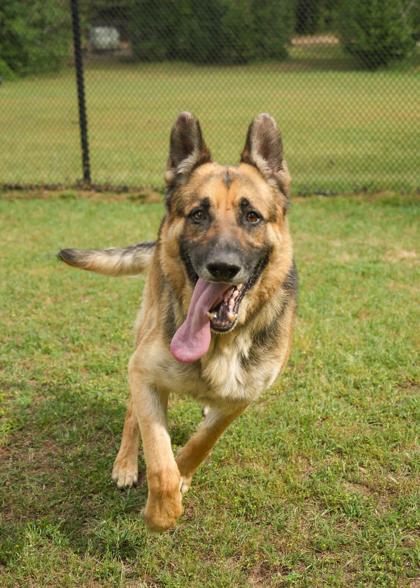 Lobito 62143, Adoptable, Adult Male German Shepherd Dog & Mixed Breed.
