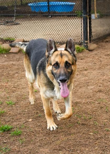 Enlarge Lobito 62143, a Adoptable mixed breed in Aiken, SC image 2/3