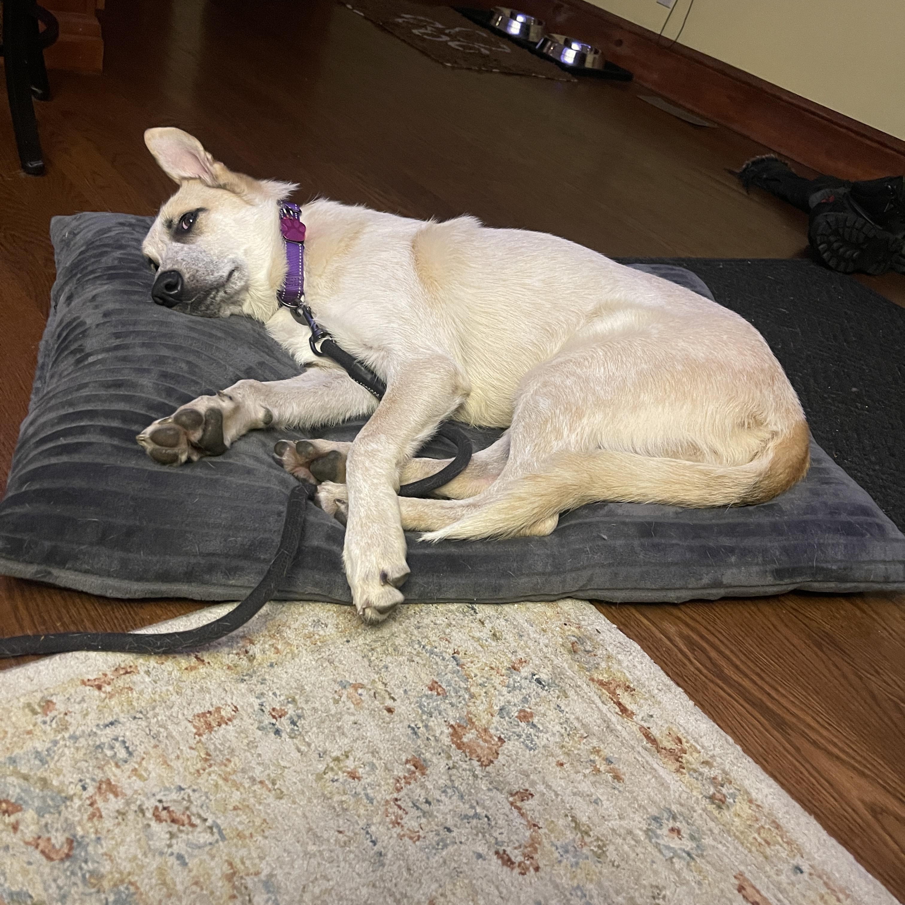 Enlarge Emerald, a ADOPTABLE mixed breed in Long Beach, NY image 6/6