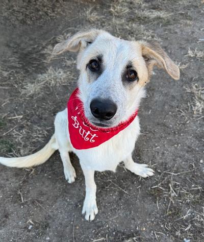 Enlarge Emerald, a ADOPTABLE mixed breed in Long Beach, NY image 1/5